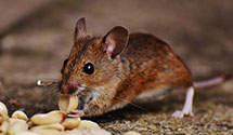 Pest Prevention and Exclusion Services